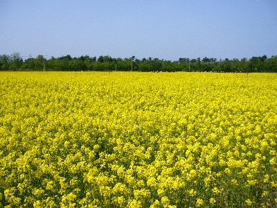 菜の花畑