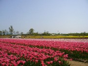 チューリップ1