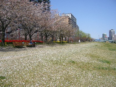 桜の絨毯がきれい